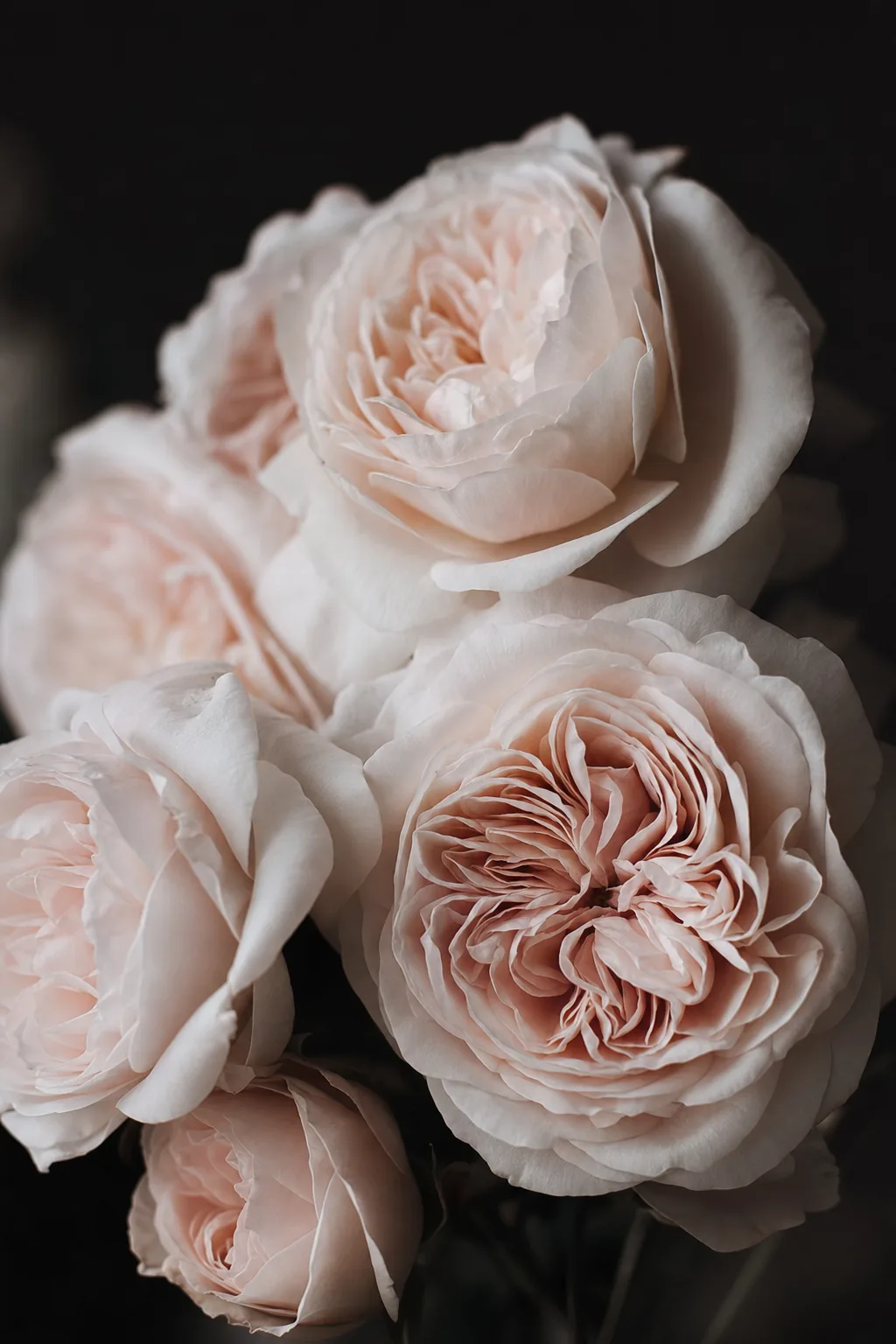 A heritage garden rose in full bloom with soft, layered petals.